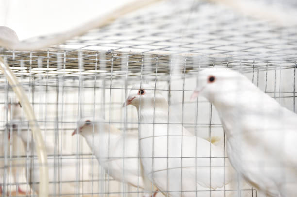 Bird pro nuisance management service